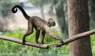 猴子的尾巴是保持平衡还是掌握方向